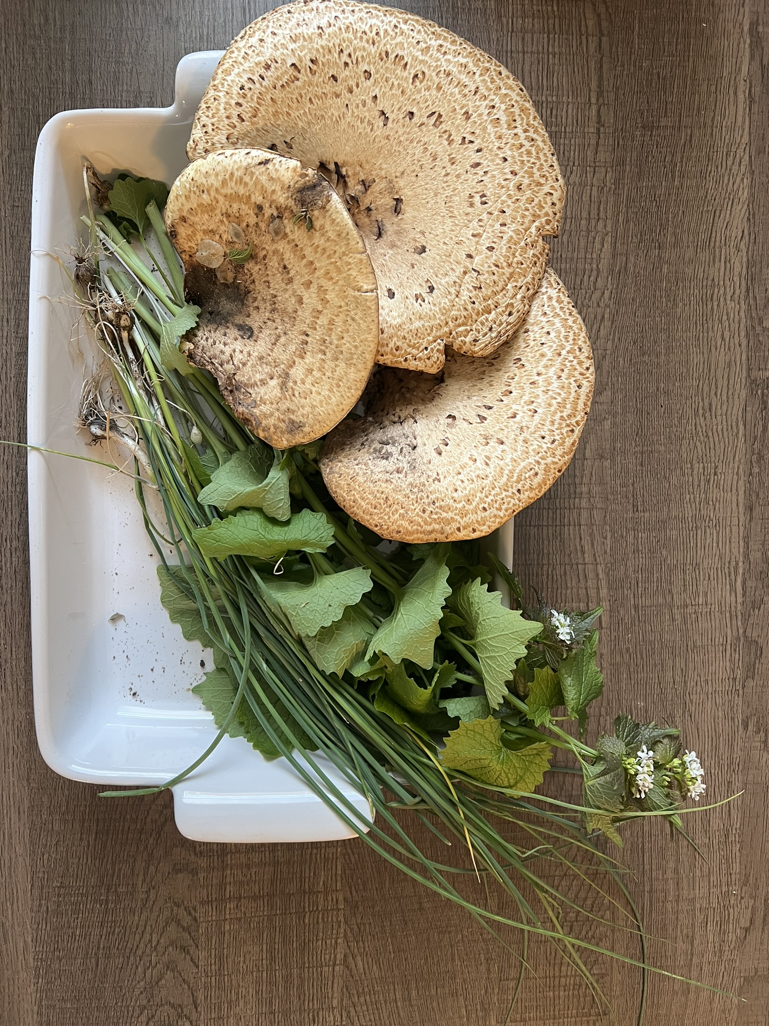 Foraging class in Roanoke Valley VA