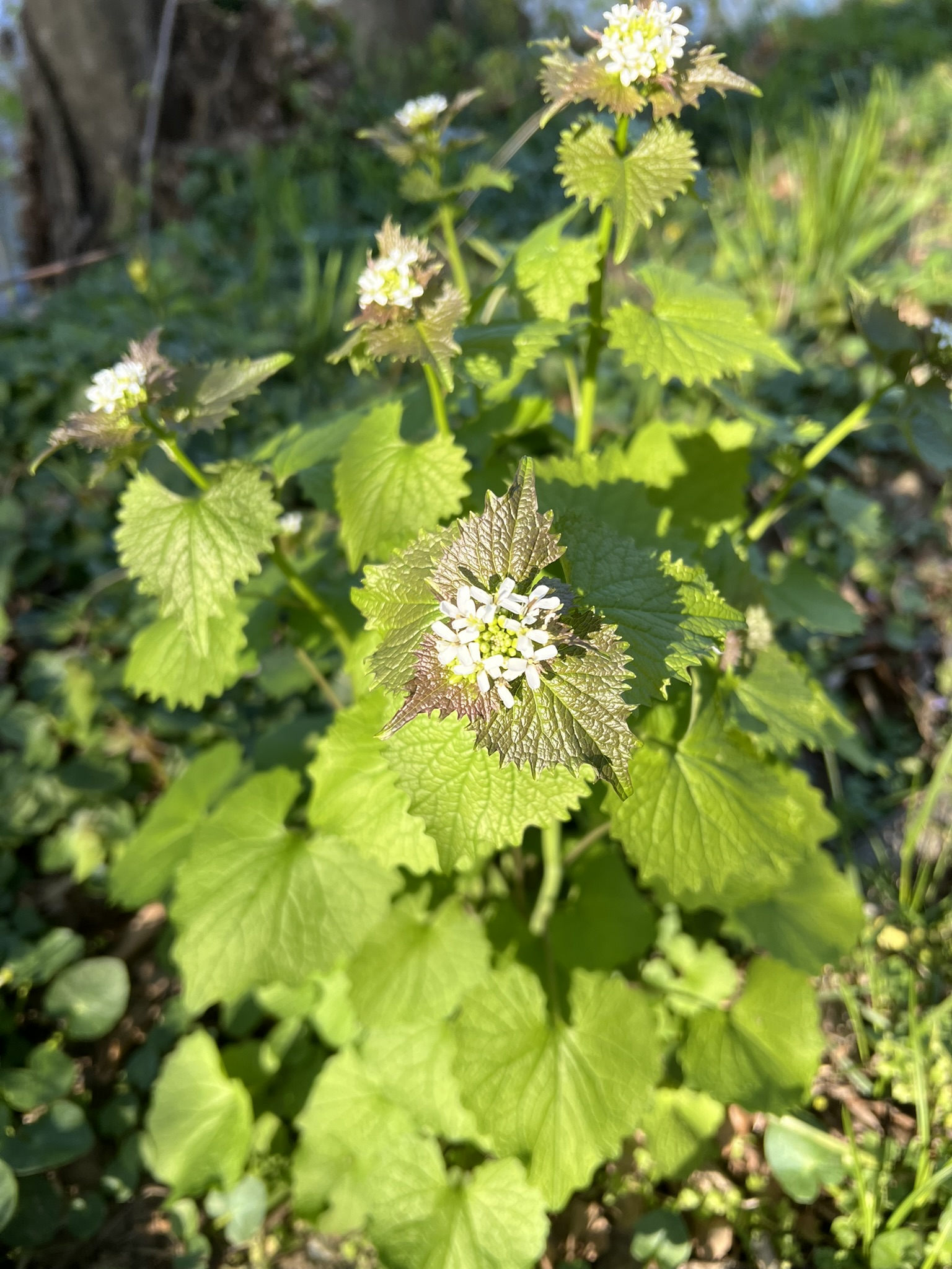 Foraging class in Roanoke Valley VA