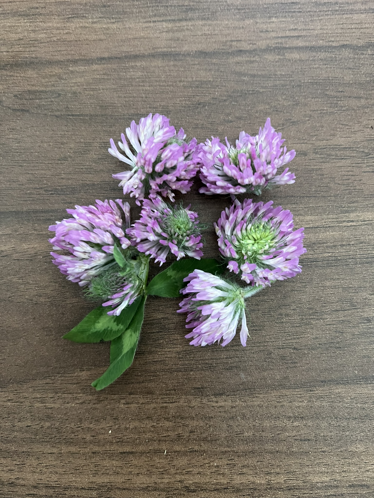 Foraging class in Roanoke Valley VA